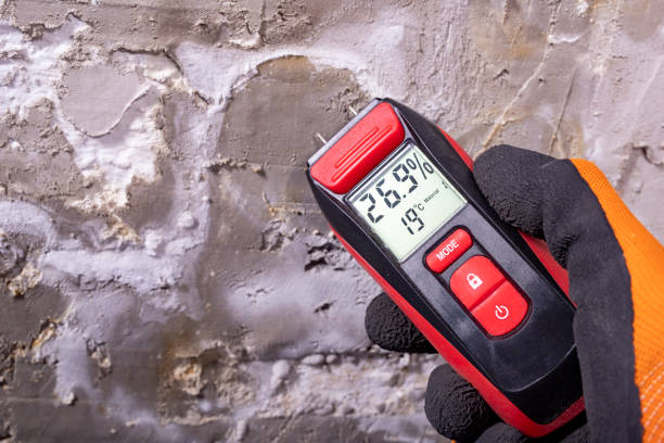 Best White Mold Remediation in St Marys, PA