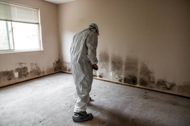 Best Crawl Space Mold Remediation in St Marys, PA