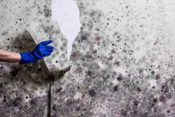 Best Localized Mold Remediation (e.g., coastal areas, humid climates) in St Marys, PA