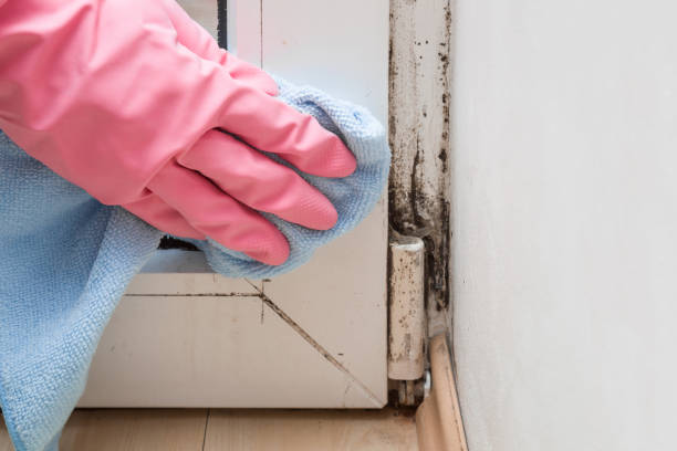 Best Emergency Mold Remediation in St Marys, PA
